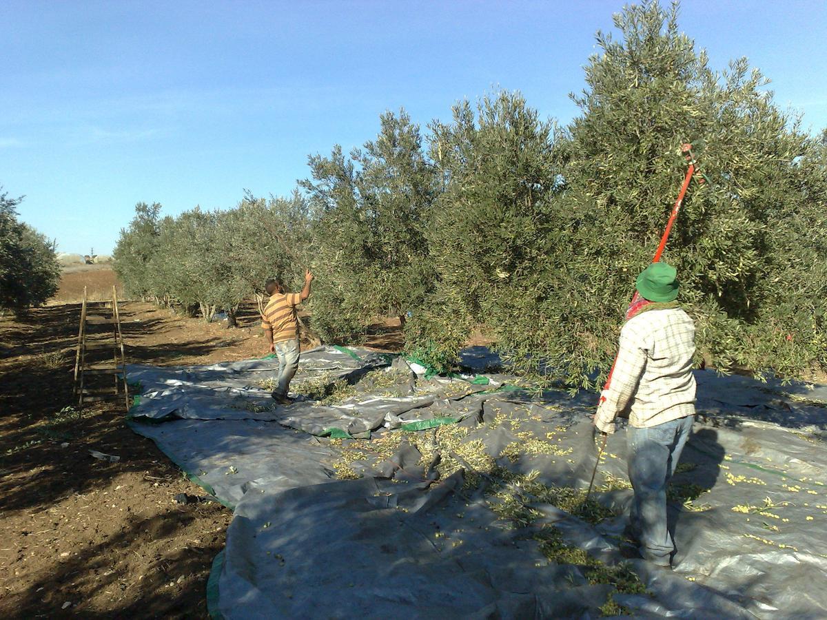 Peace Tent Villa Kfar Rut Bagian luar foto