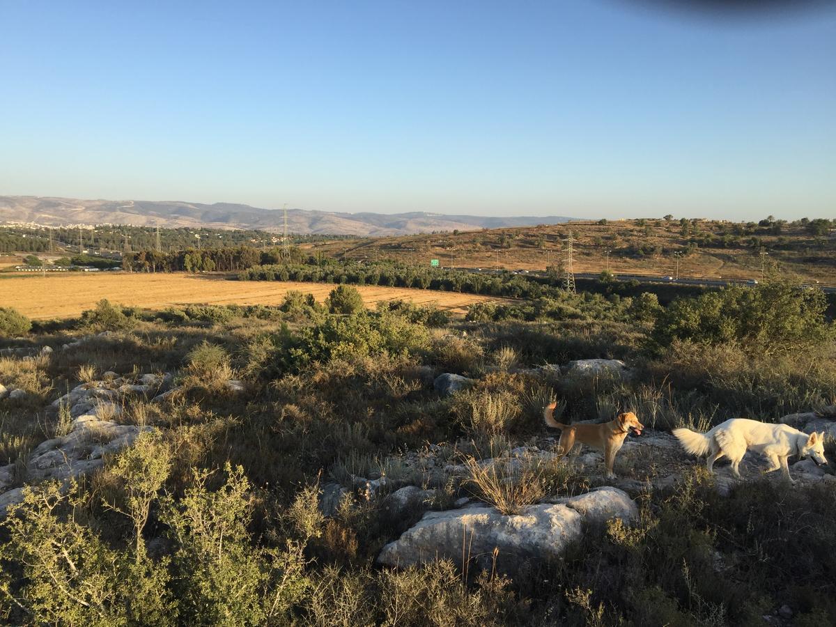 Peace Tent Villa Kfar Rut Bagian luar foto